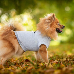 Vsepropejska Enji elastické tričko pro psa Barva: Šedá, Délka zad (cm): 21, Obvod hrudníku: 30 – 35 cm