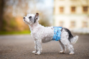 Vsepropejska Emil protiznačkovací pás pro psa Barva: Modrá, Obvod slabin (cm): 16 - 23