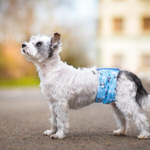 Vsepropejska Emil protiznačkovací pás pro psa Barva: Modrá, Obvod slabin (cm): 16 – 23