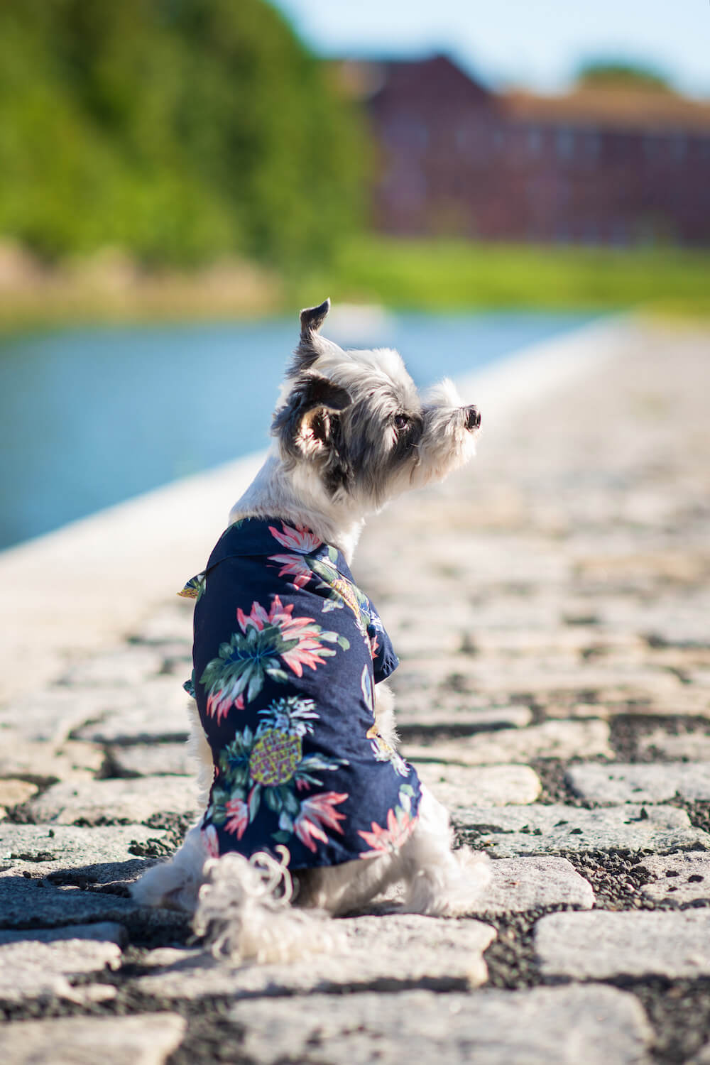 Vsepropejska Zyra plážová košile pro psa Barva: Modrá, Délka zad (cm): 19, Obvod hrudníku: 26 - 28 cm Vsepropejska Zyra plážová košile pro psa Barva: Modrá, Délka zad (cm): 19, Obvod hrudníku: 26 - 28 cm