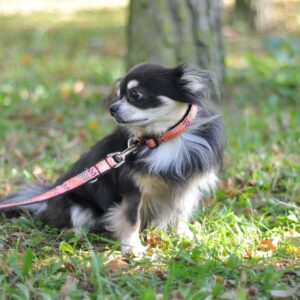 Vsepropejska Havaj oranžový obojek pro psa Barva: Oranžová, Obvod krku: 33 – 55 cm