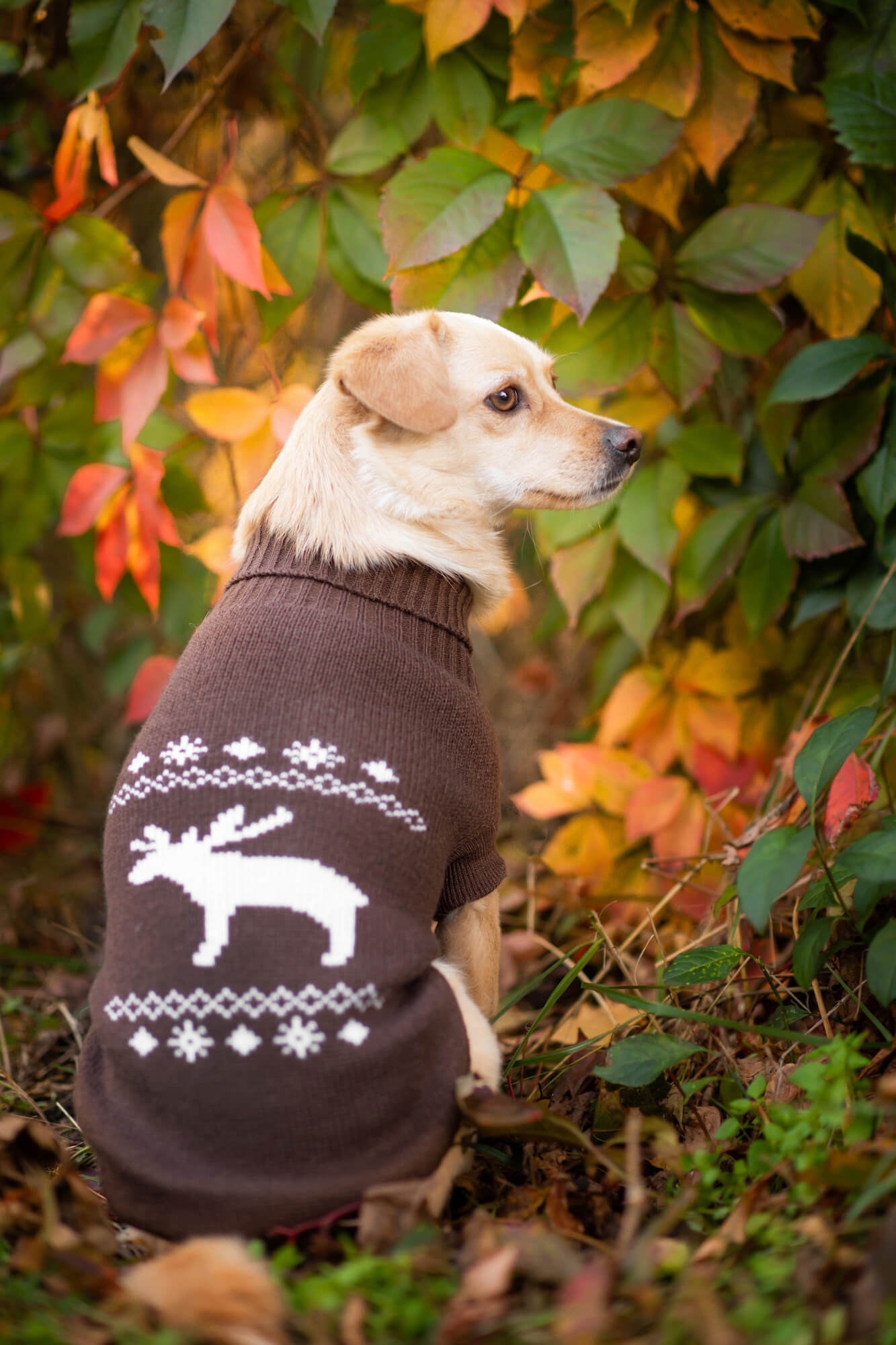 Vsepropejska Samuel svetr pro psa Barva: Hnědá, Délka zad (cm): 23-24, Obvod hrudníku: 26 - 33 cm Vsepropejska Samuel svetr pro psa Barva: Hnědá, Délka zad (cm): 23-24, Obvod hrudníku: 26 - 33 cm