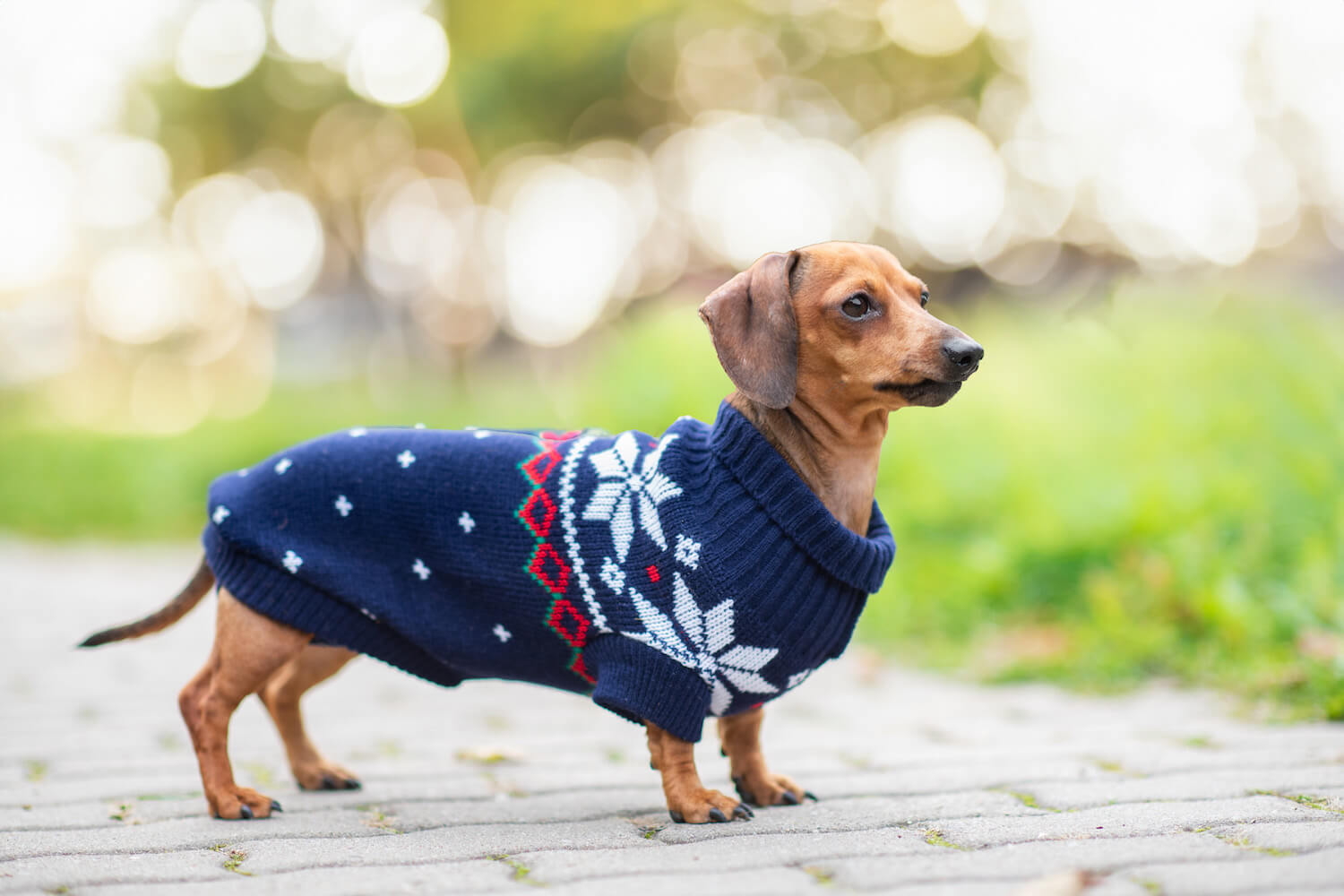 Vsepropejska Damián svetr pro psa Barva: Modrá, Délka zad (cm): 26-28, Obvod hrudníku: 30 - 40 cm Vsepropejska Damián svetr pro psa Barva: Modrá, Délka zad (cm): 26-28, Obvod hrudníku: 30 - 40 cm