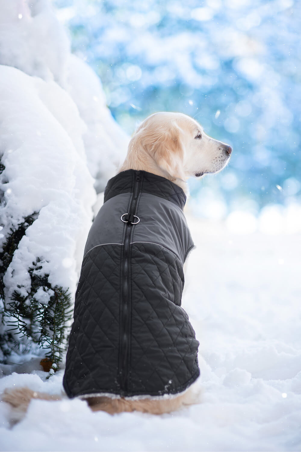Vsepropejska Terenc obleček pro psa na zip Barva: Černá, Délka zad (cm): 45, Obvod hrudníku: 61 - 71 cm Vsepropejska Terenc obleček pro psa na zip Barva: Černá, Délka zad (cm): 45, Obvod hrudníku: 61 - 71 cm