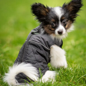 Vsepropejska Terenc obleček pro psa na zip Barva: Černá, Délka zad (cm): 30, Obvod hrudníku: 37 – 44 cm