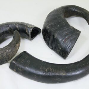 Buvolí roh velký 1 ks